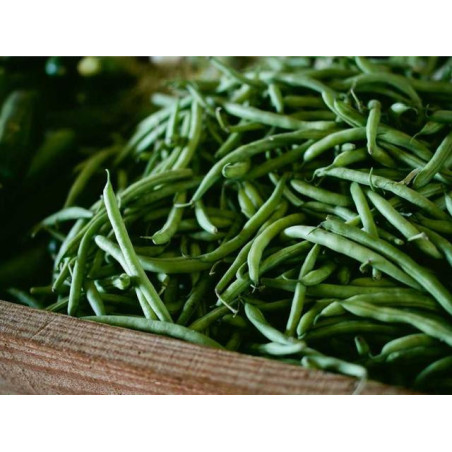 Synergistic Wooden Watch fr-FR